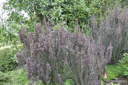 Berberis thunbergii f. atropurpurea 'Helmond Pillar' — photo 4